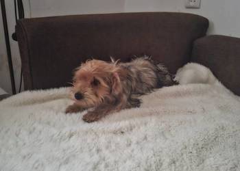 York terrier