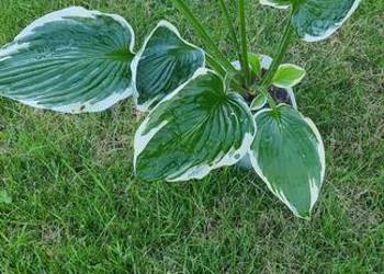 Hosta Fortuneli Albomarginata