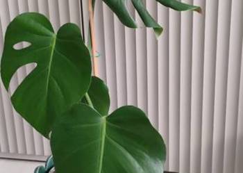 Monstera deliciosa