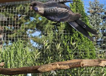 Rozelle Królewskie niebieskie