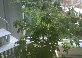 Kwiat doniczkowy Geranium