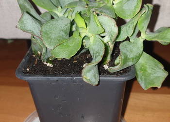 Grubosz Arborescens lub  undulatifolia 'Blue Hale"