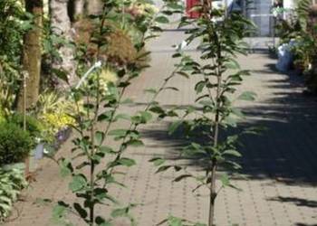 Grab Fastigiata mega sadzonka idealny na żywopłot