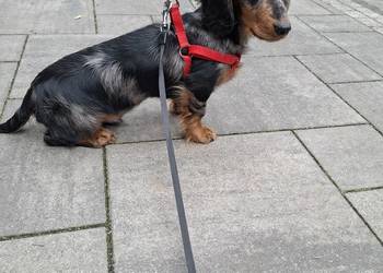 Jamnik długowłosy merle piesek