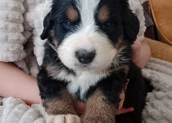 Berneński Pies Pasterski miot z odrobiną magii