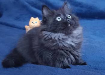 Koty Syberyjskie - LUKSUS ZKolakowegoDomu*PL