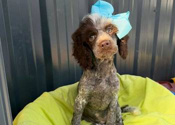 pudel średni suczka