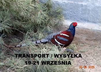 Sprzedam Bażanty Humeo (Bażant) z 2025 - Samce i Samice