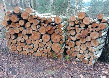 Brzoza drewno opałowe