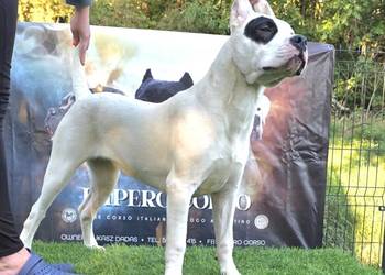 Suczki Dog Argentyński ZKwP (FCI) - 6 miesięcy.