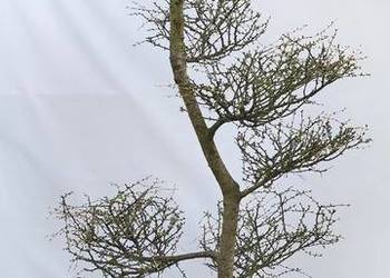 Bonsai Niwaki Modrzew