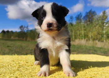 Piękna suczka HELGA - BORDER COLLIE z pełną dok. super rodzice - komplet ba