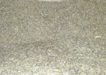 Sprzedam owies 70 zł