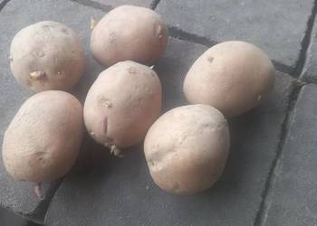 Ziemniaki sadzeniaki Bellarosa