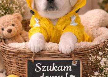 Labrador retriever szczenię wspaniałej budowy po ojcu pochodzenia FCI