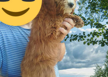 Goldendoodle F1B (hybryda)
