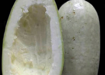 Cukinia Libańska zimowa do przechowywania nasiona