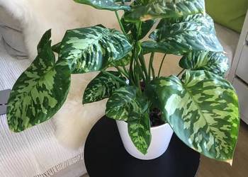 Homalomena camuflage
