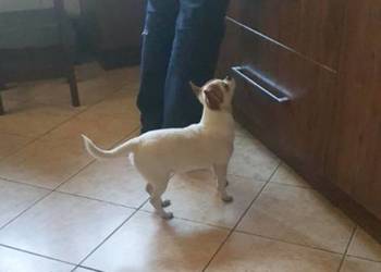 Chihuahua suczka biała 8 miesięczna