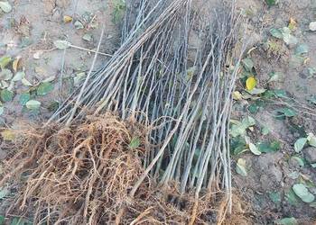 szczepienie jabłoni, podkładki antonówki