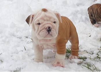 Buldog angielski (FCI) samiec