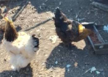 Sprzedam jaja lęgowe kur rasy kochin olbrzymi