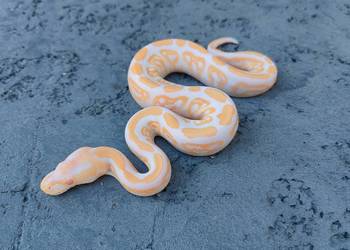 Albino Black Pastel samica Pyton Królewski