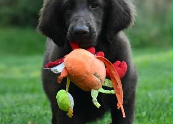 Flat-Coated Retriever – czekoladowe suczki ZKwP FCI | Moloseum FCI