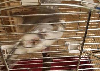 Gołąbki diamentowe para. Młode z tego roku.