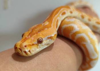 Python Bivittatus