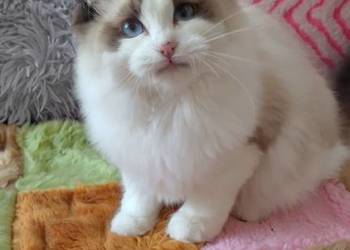 Kocurek ragdoll seal bikolor Wrocław