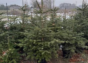 Choinki, Jodły Kaukaskie, Świerki