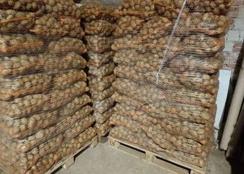 Ziemniaki jadalne denar/ vineta