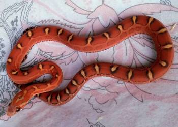 Wąż zbożowy SCALELESS, węże zbożowe - Red Factor, Hypo, Amel, Diffused