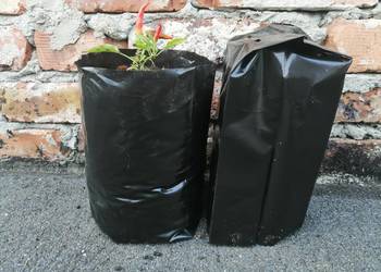 Doniczki foliowe 3L PRODUCENT SIEWIERZ 3LSG