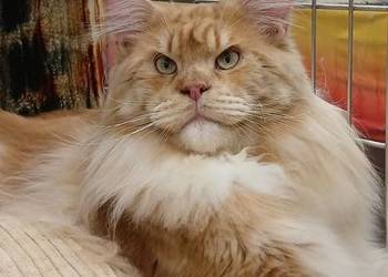Maine Coon kocurki Warszawa