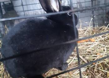 Królik miniaturka Rex samica