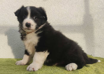 Szczenię BORDER COLLIE z Hodowli - Rasowy pies z pełną dok.