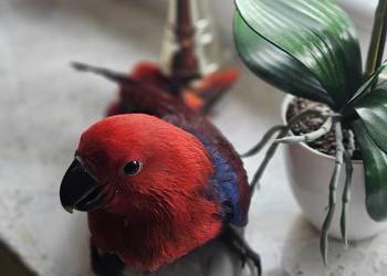 Lora Wielka samiczka