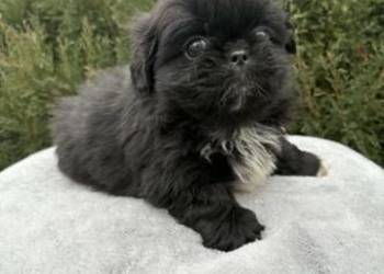 Piekińczyk trzy samce szczeniaki