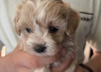 Maltipoo iniaturka do 1,5 kg F1
