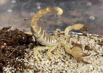 Scorpio maurus palmatus