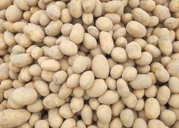 Sprzedam ziemniaki odmiany soraja