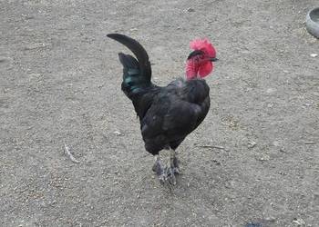 Sprzedam koguty z 25 roku