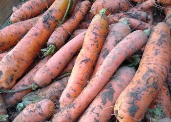 Sprzedam marchew, marchewka