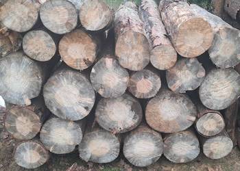 Drewno opałowe sosnowe - posusz