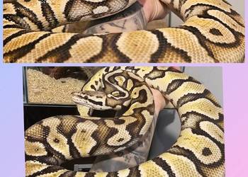 Pyton królewski samica leopard pastel