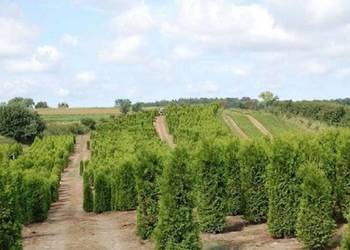 BRABANT TUJA DOSTAWA GRATIS 120-140CM