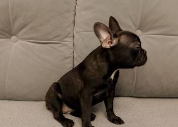 Buldog francuski