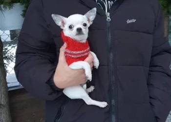 Chihuahua Cziłała cudny biały piesek Dyzio